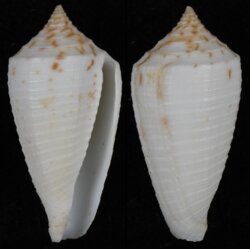 Phasmoconus lovellreevei