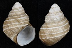 Bellamya trochlearis