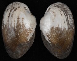 Coelatura stuhlmanni