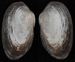 Coelatura stuhlmanni