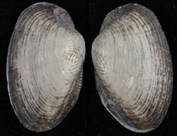 Coelatura stuhlmanni