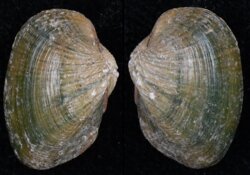 Coelatura hauttecoeuri