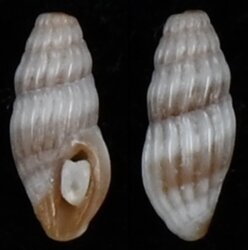 Clavus pusillus