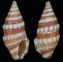 Pilsbryspira albocincta