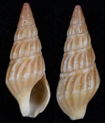 Clionella rosaria
