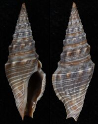 Ptychobela opisthochetos