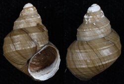 Bellamya trochlearis