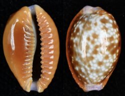 Naria helvola helvola fma argella