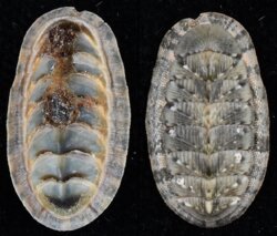 Chiton olivaceus