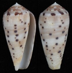 Pionoconus circumcisus