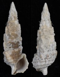 Cerithium lifuense