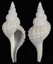 Granulifusus nipponicus