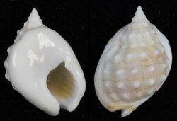 Nassarius graniferus