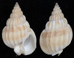 Nassarius denticulatus