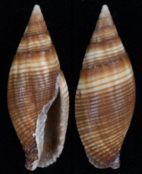 Strigatella ambigua