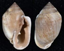 Cassidula aursifelis