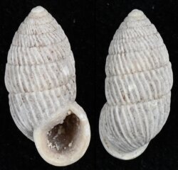 Cerion melanostomus