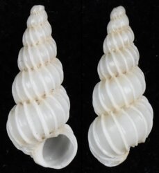 Epitonium georgettina