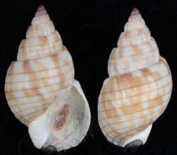 Nassarius particeps