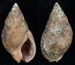 Nassarius corniculus