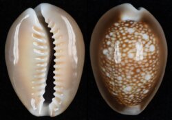 Monetaria caputserpentis