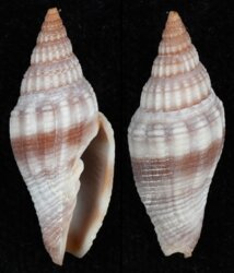 Vexillum rugosum