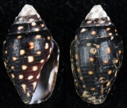 Pictocolumbella ocellata
