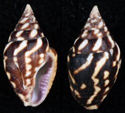 Pictocolumbella ocellata