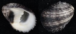 Nerita planospira