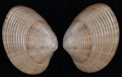 Costacallista semperi