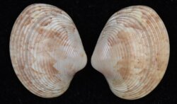 Callpita eucymata