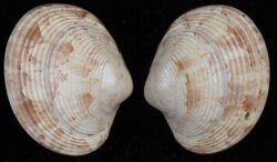 Callpita eucymata