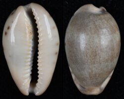Erronea xanthodon