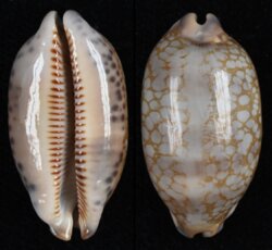 Mauritia scurra scurra