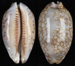 Mauritia scurra scurra