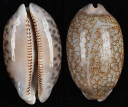 Mauritia scurra scurra