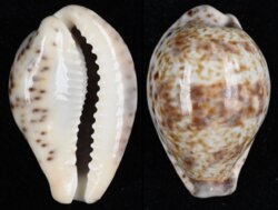 Palmadusta lentiginosa lentiginosa