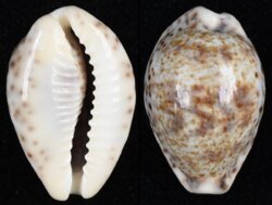 Palmadusta lentiginosa lentiginosa