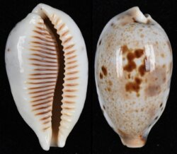 Ficadusta pulchella pericalles