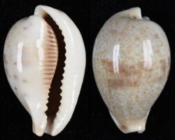 Erronea pyriformis pyriformis