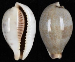 Erronea pyriformis pyriformis