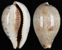 Erronea pyriformis pyriformis