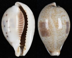 Erronea pyriformis pyriformis