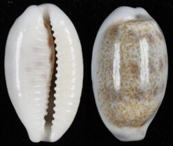 Blasicrura pallidula pallidula