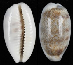 Blasicrura pallidula pallidula