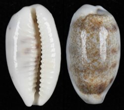 Blasicrura pallidula pallidula