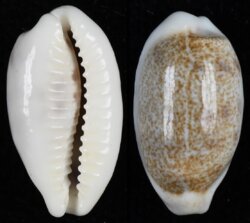 Blasicrura pallidula pallidula