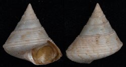 Calliostoma granulatum