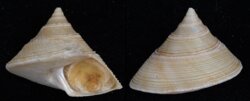 Calliostoma madagascarense