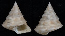 Calliostoma hernandezi